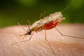 Malaria - leczenie i objawy
